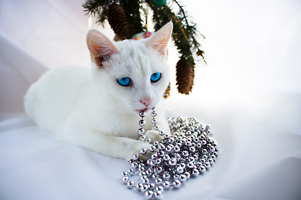 포토 JPG 해외이미지 동물 1 응시 행복 얼굴 백그라운드 크리스마스 장난 포유류 발 자연 주택 기념 털 사랑 사람없음 빨간색 반려동물 파티 축제 고양이 회색 수확 흰색 축하 유머 작음 모피 콧수염 복고 부드러움 마법 솜털 거짓말 기르기 해외포토 시선 기념일 감정 컬러 컨셉 농업 수염 이벤트 건물 신체부위 감각 크기 생태계 돌봄 파일형식 이미지허브