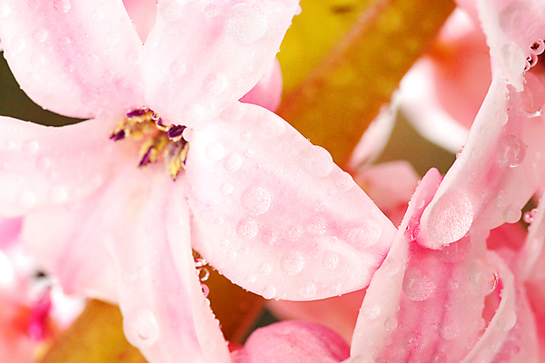 포토 JPG 해외이미지 식물 동물 계절 꽃 야생동물 곤충 백그라운드 잎 자연 연체동물 주택 나선형 사람없음 야외 초록색 물 뷰티 노란색 환경 정원 버섯 봄 벚꽃 껍질 흰색 신선 닫기 해충 숲 작음 묘사 느림 내추럴 해외포토 자연요소 컬러 무늬 모션 무척추동물 건물 벌레 크기 생태계 파일형식 이미지허브