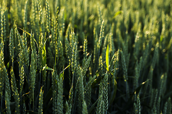 포토 JPG 해외이미지 식물 계절 음식 줄기 백그라운드 밭 농업 자연 하늘 날씨 옥수수 씨앗 사람없음 야외 초록색 파란색 농작물 햇빛 태양 뷰티 농장 환경 봄 수확 성장 시골 낟알 땅 시리얼 밀 유기농 장면 내추럴 밭일 세련 귀리 해외포토 자연요소 웰빙 산업 컬러 곡류 생태계 파일형식 이미지허브