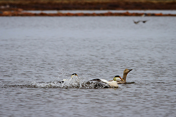 포토 JPG 해외이미지 동물 남자 야생동물 음식 바다 이동 캐나다 자연 조류 오리 사람없음 야외 컬러풀 검은색 흰색 중앙 큼 북극 북쪽 물새 철새 동물상 이마 해외포토 컬러 컨셉 북아메리카 사람 조형물 크기 극지방 방향 생태계 파일형식 이미지허브