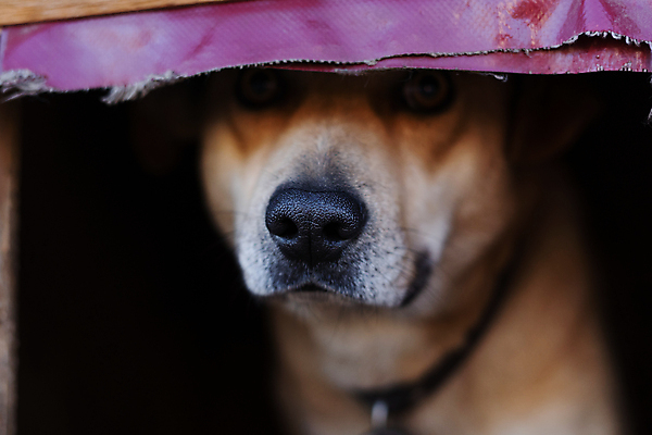 포토 JPG 해외이미지 응시 오렌지 친절 주택 종류 그림자 경비 사람없음 빛 갈색 어둠 개 무서움 코 명령 부스 기르기 복종 숨기 진실 해외포토 시선 감정 컬러 과일 포유류 모션 안전 건물 신체부위 보호 돌봄 파일형식 이미지허브