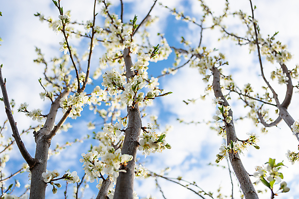 포토 JPG 해외이미지 나무 식물 계절 꽃잎 꽃 문화 백그라운드 잎 꽃무늬 봄꽃 자연 하늘 사람없음 야외 파란색 뷰티 정원 일본 봄 성장 벚꽃 흰색 나뭇가지 신선 개화 4월 원예 자두 내추럴 해외포토 아시아 컬러 무늬 과일 취미 날짜 생태계 파일형식 이미지허브