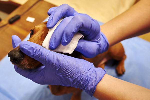 포토 JPG 해외이미지 동물 직업 손 응시 장갑 병원 안전 사람없음 반려동물 약 고통 시험 환자 의사 개 강아지 수의사 돌봄 헬프 해외포토 시선 잡화 교육 감정 포유류 의학 모션 신체부위 의료진 도움 파일형식 이미지허브