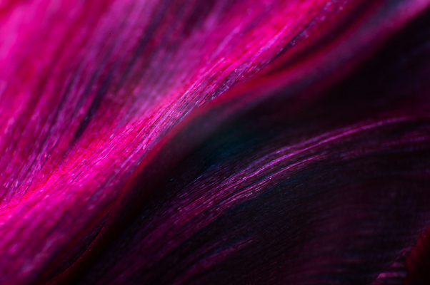 포토 JPG 해외이미지 식물 꽃잎 꽃 분홍색 백그라운드 꽃무늬 밭 자연 벽지 추상 사람없음 빨간색 빛 뷰티 장미 정원 활발 낭만 벚꽃 신선 개화 순수 묘사 질감 부드러움 정맥 내추럴 깊이 해외포토 컬러 컨셉 무늬 농업 감각 생태계 혈관 파일형식 이미지허브