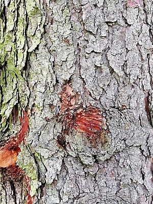 포토 JPG 해외이미지 나무 식물 디자인 줄기 백그라운드 잎 패턴 자연 표면 추상 이끼 사람없음 야외 초록색 갈색 환경 성장 나뭇가지 시골 소나무 닫기 숲 천 묘사 질감 나무껍질 자작나무 내추럴 땅바닥 변소 해외포토 컬러 무늬 모션 바닥 껍질 직물 생태계 파일형식 이미지허브