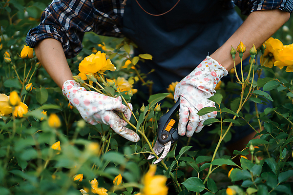 포토 JPG 해외이미지 식물 백인 모자 손 계절 여자 꽃 행복 장갑 백그라운드 잎 가정 노동자 한명 사람 초원 취미 야외 초록색 여름 노란색 정원 맑음 앞치마 봄 장비 도구 시골 선택 원예 성적 밀짚 타입 금잔화 원예사 해외포토 서양인 직업 1 잡화 교육 감정 컬러 컨셉 날씨 신체부위 짚 파일형식 이미지허브
