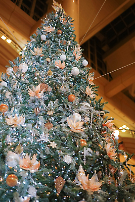 포토 JPG 해외이미지 디자인 백그라운드 잎 크리스마스 겨울 패턴 자연 하늘 이벤트 사람없음 장식 크리스마스트리 12월 크리스마스이브 해외포토 식물 계절 기념일 무늬 날짜 생태계 파일형식 이미지허브