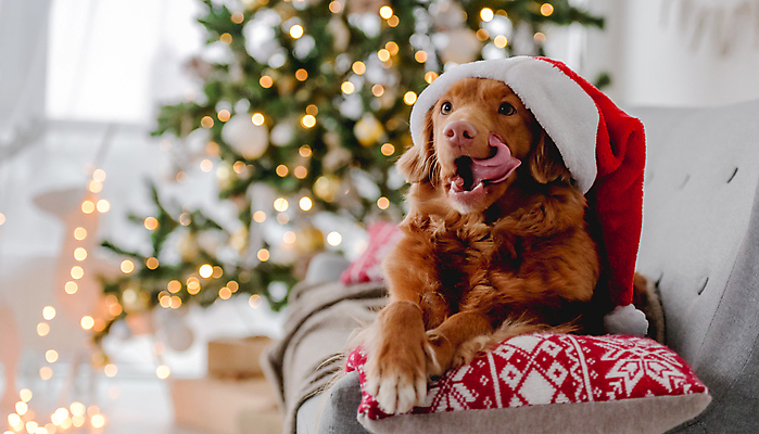 포토 JPG 해외이미지 나무 동물 계절 크리스마스 겨울 장난 포유류 휴가 새로움 주택 털 실내 선물 사람없음 장식 반려동물 상자 산타클로스 축제 축하 개 리트리버 달콤 12월 연도 호기심 솜털 송곳니 기르기 해외포토 식물 기념일 감정 컨셉 내부 건물 날짜 맛 치아 돌봄 파일형식 이미지허브
