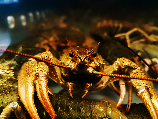 포토 JPG 해외이미지 동물 야생동물 음식 신체 자연 새우 바닥 안테나 갑각류 사람없음 물 컬러풀 수중 수영 연못 신선 구멍 동굴 큼 가재 바닷가재 아래 다이빙 수족관 내추럴 돌봄 민물 보유 식민지 이국적 집게발 생존 해외포토 자연요소 컬러 통신 모션 수상스포츠 크기 방향 생태계 위치 수중스포츠 파일형식 이미지허브