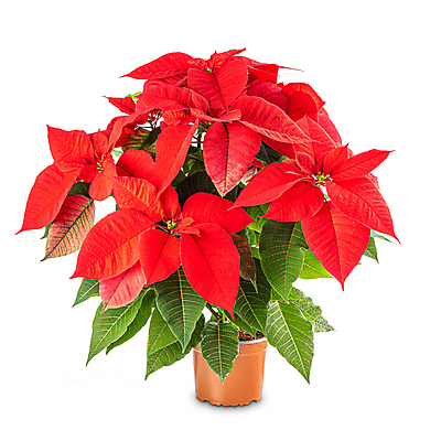 포토 JPG 해외이미지 꽃잎 화분 크리스마스 사람없음 흰배경 포인세티아 해외포토 기념일 꽃 백그라운드 흰색 파일형식 이미지허브