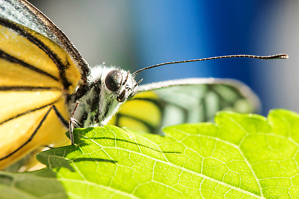 포토 JPG 해외이미지 식물 동물 야생동물 나비 곤충 백그라운드 잎 패턴 날개 오렌지 자연 벽지 갈매기 휴식 안테나 사람없음 빨간색 초록색 여름 빛 컬러풀 뷰티 노란색 환경 정원 검은색 벚꽃 흰색 벌레 숲 묘사 오브젝트 싱글 생물학 고립 동물상 전국 해외포토 계절 교육 꽃 컬러 컨셉 무늬 과일 통신 조류 조형물 생태계 파일형식 이미지허브