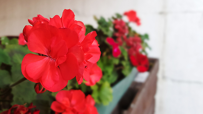 포토 JPG 해외이미지 식물 계절 공원 꽃잎 꽃 백그라운드 잎 꽃무늬 밭 자연 잔디 사람없음 야외 장식 빨간색 초록색 컬러풀 햇빛 태양 뷰티 정원 봄 활발 성장 벚꽃 신선 개화 원예 꽃가루 내추럴 해외포토 자연요소 공공시설 컬러 컨셉 무늬 농업 취미 가루 생태계 파일형식 이미지허브