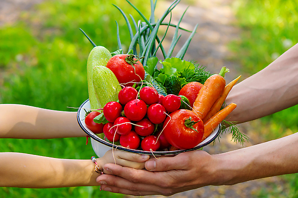 포토 JPG 해외이미지 식물 손 배너 음식 백그라운드 농업 토마토 채소 과일 자연 건강 사람 사람없음 야외 초록색 여름 농작물 상자 농장 바구니 정원 당근 수확 성장 가을 신선 잡기 농부 상추 수집 먹기 유기농 원예 날것 후추 내추럴 숙성 원예사 채식주의자 카피스페이스 세련 해외포토 직업 웰빙 계절 산업 컬러 모션 뿌리채소 취미 신체부위 공백 향신료 생태계 채식 파일형식 이미지허브