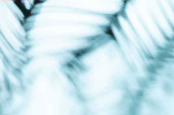 포토 JPG 해외이미지 나무 식물 디자인 실루엣 벽 백그라운드 잎 패턴 추상 숙이기 손바닥 그림자 사람없음 반사 낭만 황금 소프트포커스 블러 양치류 해외포토 손 포즈 컨셉 무늬 촬영기법 파일형식 이미지허브