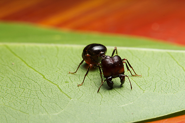 포토 JPG 해외이미지 동물 야생동물 음식 곤충 백그라운드 패턴 과일 자연 사람없음 빨간색 검은색 업무 그룹 벌레 먹기 묘사 개미 내추럴 식민지 해외포토 컬러 무늬 모션 작업 생태계 파일형식 이미지허브