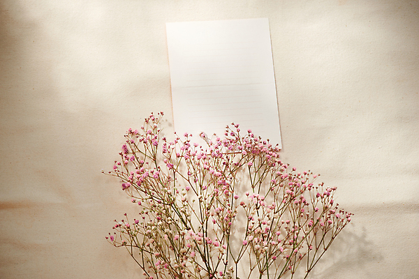 포토 JPG 해외이미지 꽃 실내 사람없음 편지 편지지 오브젝트 감성 드라이플라워 베이지색배경 해외포토 식물 백그라운드 컨셉 내부 베이지색 파일형식 이미지허브