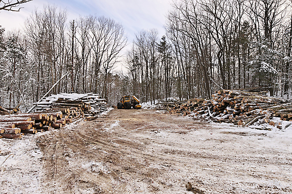 포토 JPG 해외이미지 나무 산업 컨셉 겨울 부분 사람없음 야외 건물 목재 쌓기 기계 재활용 장비 숲 장작 부식 날것 통나무 연료 서식지 자원 유지 개발 벌목 생태학 수목 해외포토 식물 건축물 계절 교육 재료 모션 친환경 파일형식 이미지허브