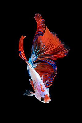 포토 JPG 해외이미지 한마리 검은배경 어류 사람없음 빨간색 베타 해외포토 1 컬러 백그라운드 검은색 수중동물 파일형식 이미지허브