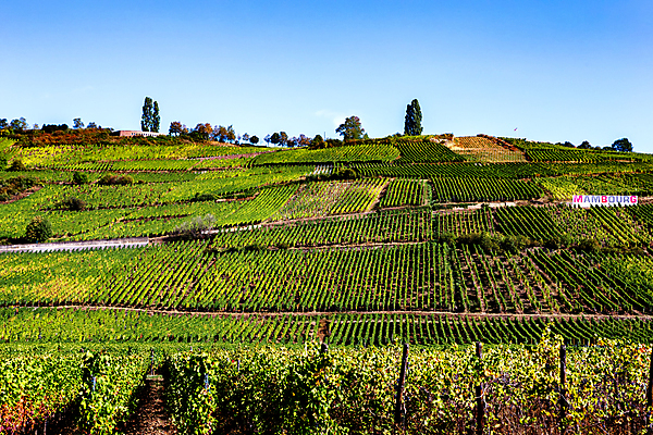 포토 JPG 해외이미지 포도 사람없음 와인 프랑스 시골 포도밭 해외포토 유럽 밭 과일 주류 파일형식 이미지허브