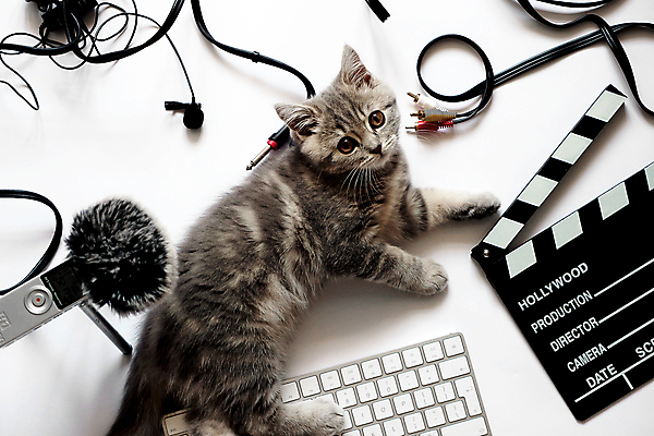 포토 JPG 해외이미지 동물 편집 직업 털 실내 미술 사람없음 반려동물 고양이 소리 과학기술 흰색 작업실 코드 마이크 라디오 전자 오디오 방송 고립 녹음기 해외포토 컬러 음향기기 포유류 문화예술 기술 내부 전자제품 파일형식 녹음_기록 이미지허브