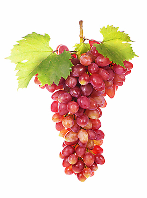 포토 JPG 해외이미지 포도 사람없음 빨간색 신선 달콤 포도잎 해외포토 컬러 잎 과일 맛 파일형식 이미지허브