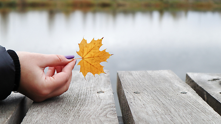 포토 JPG 해외이미지 나무 식물 라이프스타일 손 디자인 계절 공원 여자 행복 여행 백그라운드 단풍 잎 오렌지 자연 사람 풍경 사람없음 야외 목재 빨간색 초록색 빛 컬러풀 뷰티 노란색 가을 하트 잡기 황금 숲 9월 오브젝트 10월 내추럴 목판 해외포토 모양 공공시설 감정 컬러 과일 재료 모션 생활 신체부위 날짜 생태계 파일형식 이미지허브