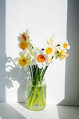 포토 JPG 해외이미지 꽃 꽃다발 실내 그림자 사람없음 햇빛 병 수선화 해외포토 식물 식기 내부 태양 파일형식 이미지허브