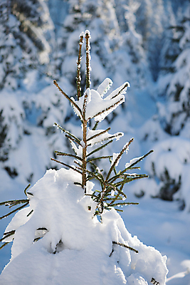 포토 JPG 해외이미지 주간 겨울 풍경 사람없음 야외 아웃포커스 나뭇가지 눈 상고대 겨울풍경 눈덮임 해외포토 자연요소 나무 계절 컨셉 날씨 촬영기법 서리 파일형식 이미지허브