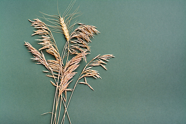 포토 JPG 해외이미지 식물 줄기 꽃다발 백그라운드 컨셉 농업 자연 건조 건강 씨앗 사람없음 초록색 농작물 농장 수확 성장 가을 신선 황금 정상 낟알 시리얼 밀 다발 유기농 날것 귀 스파이크 밀짚 낭비 내추럴 밭일 숙성 카피스페이스 해외포토 웰빙 계절 꽃 산업 음식 컬러 곡류 신체부위 공백 짚 생태계 파일형식 이미지허브