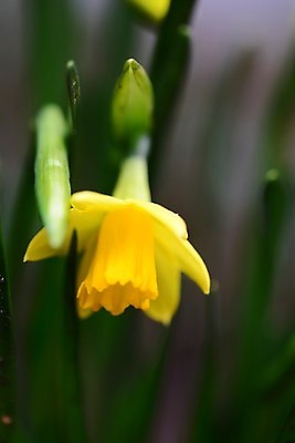 포토 JPG 해외이미지 주간 꽃 근접촬영 사람없음 야외 아웃포커스 수선화 해외포토 자연요소 식물 뷰포인트 촬영기법 파일형식 이미지허브