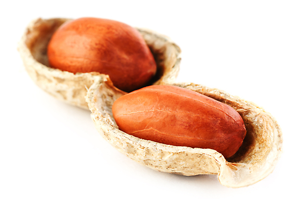 포토 JPG 해외이미지 실내 근접촬영 사람없음 흰배경 땅콩 땅콩껍질 해외포토 뷰포인트 백그라운드 내부 견과류 껍질 흰색 파일형식 이미지허브