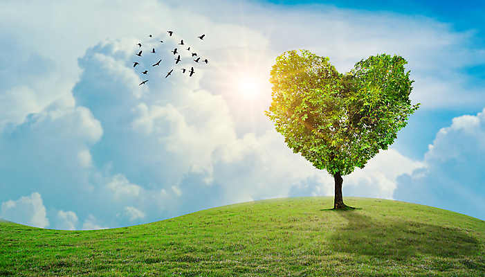 포토 JPG 해외이미지 모양 나무 식물 디자인 계절 꽃 분홍색 백그라운드 잎 밭 자연 하늘 추상 휴가 발렌타인데이 건강 선물 사랑 사람없음 야외 목재 장식 빨간색 초록색 태양 뷰티 정원 일몰 봄 낭만 벚꽃 흰색 하트 시골 축하 인사 신용카드 우아함 심볼 내추럴 해외포토 자연요소 감정 컬러 컨셉 무늬 농업 재료 데이이벤트 금융 노을 예절 생태계 파일형식 이미지허브