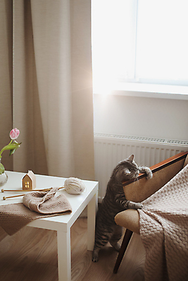 포토 JPG 해외이미지 동물 라이프스타일 장난 포유류 가족 아침 휴식 영국 수염 주택 털 실내 사랑 사람없음 내부 반려동물 귀여움 고양이 줄무늬 우정 방 표현 호기심 부드러움 얼룩무늬 솜털 리빙 노려봄 거짓말 스코틀랜드 안락 해외포토 주간 감정 유럽 컨셉 무늬 관계 표정 건물 생활 친구 감각 파일형식 이미지허브