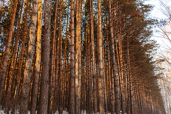 포토 JPG 해외이미지 나무 계절 도로 길 스포츠 여행 백그라운드 크리스마스 겨울 자국 자연 하늘 휴가 스키 산 풍경 사람없음 야외 목재 파란색 빛 햇빛 태양 환경 냉동 얼음 하이킹 추위 흰색 소나무 눈송이 숲 서리 장면 북쪽 전나무 선로 자취 눈내림 환상 해외포토 자연요소 식물 기념일 컬러 컨셉 재료 교통시설 레저 겨울스포츠 눈_날씨 방향 생태계 파일형식 이미지허브
