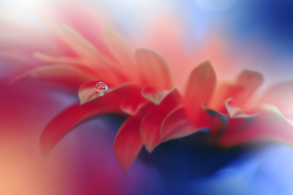 포토 JPG 해외이미지 식물 디자인 배너 꽃 백그라운드 꽃무늬 자연 벽지 추상 휴가 새로움 기념 사랑 미술 사람없음 장식 여름 컬러풀 뷰티 봄 낭만 덮개 벚꽃 축하 인사 신용카드 메뉴 데이지 캔버스 초대 파스텔톤 국경 해외포토 계절 감정 컬러 컨셉 무늬 문화예술 금융 뚜껑 예절 생태계 파일형식 이미지허브