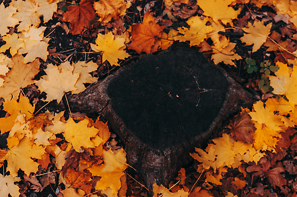포토 JPG 해외이미지 백그라운드 단풍 낙엽 프레임 사람없음 주황색 원형 해외포토 도형 컬러 잎 파일형식 이미지허브