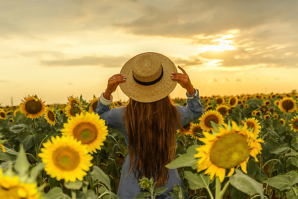 포토 JPG 해외이미지 여자 꽃밭 해바라기 한명 풍경 상반신 성인 야외 뒷모습 여름 일몰 잡기 밀짚모자 성인여자한명만 해외포토 모자_잡화 1 계절 꽃 뷰포인트 모션 사람 노을 여자한명만 성인여자만 파일형식 이미지허브