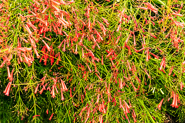 포토 JPG 해외이미지 식물 계절 꽃 줄기 백그라운드 잎 밭 태국 자연 폭죽 사람없음 목재 장식 빨간색 초록색 울타리 정원 봄 활발 벚꽃 종 산호 관목 묘사 분수 원예 질감 니카라과 아열대 해외포토 나무 아시아 컬러 컨셉 농업 재료 취미 담장 남아메리카 자포동물 생태계 파일형식 이미지허브