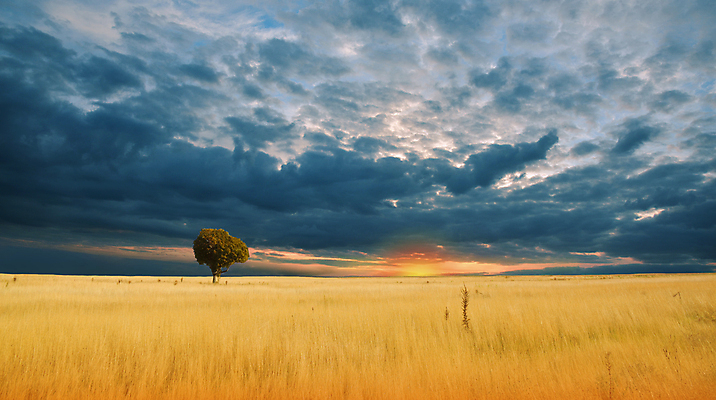 포토 JPG 해외이미지 나무 식물 구름 선 백그라운드 밭 농업 오렌지 자연 벽지 하늘 미술 풍경 초원 사람없음 야외 여름 파란색 빛 컬러풀 햇빛 태양 뷰티 농장 일출 어둠 침묵 황혼 일몰 새벽 활발 시골 황금 밀 그림 조경 장면 내추럴 세련 해외포토 자연요소 계절 산업 컬러 컨셉 과일 문화예술 곡류 노을 소리 생태계 파일형식 이미지허브