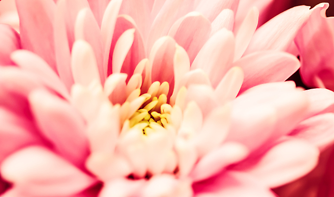 포토 JPG 해외이미지 식물 디자인 계절 꽃잎 꽃 분홍색 백그라운드 컨셉 꽃무늬 자연 추상 휴가 국화 미술 사람없음 빨간색 여름 빛 환경 봄 수확 성장 벚꽃 신선 신용카드 개화 선택 질감 복고 데이지 부드러움 내추럴 해외포토 컬러 무늬 농업 문화예술 금융 감각 생태계 파일형식 이미지허브