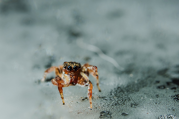 포토 JPG 해외이미지 백그라운드 오렌지 자연 사람없음 초록색 점프 거미 해외포토 컬러 곤충 과일 모션 생태계 파일형식 이미지허브