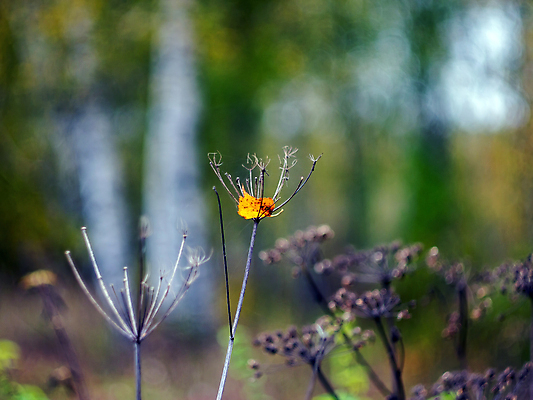 포토 JPG 해외이미지 나무 식물 계절 공원 음식 백그라운드 단풍 잎 패턴 오렌지 자연 날씨 건조 사람없음 야외 빨간색 초록색 컬러풀 갈색 노란색 환경 정원 흰색 시간 황금 숲 11월 질감 10월 내추럴 땅바닥 삼림지대 해외포토 공공시설 컬러 무늬 과일 바닥 날짜 생태계 파일형식 이미지허브