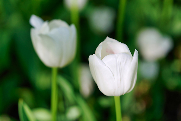 포토 JPG 해외이미지 식물 디자인 계절 공원 꽃잎 꽃 분홍색 꽃다발 백그라운드 잎 꽃무늬 밭 자연 휴가 사랑 풍경 초원 사람없음 야외 빨간색 초록색 여름 컬러풀 햇빛 태양 뷰티 노란색 정원 맑음 보라색 봄 활발 낭만 튤립 벚꽃 신선 개화 네덜란드 내추럴 해외포토 자연요소 공공시설 감정 유럽 컬러 컨셉 무늬 농업 날씨 생태계 파일형식 이미지허브