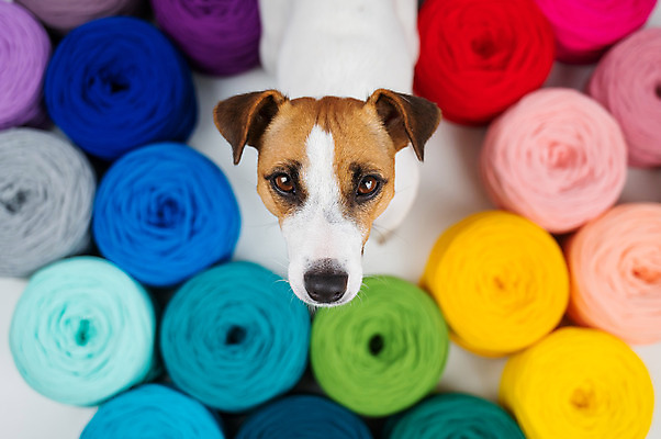포토 JPG 해외이미지 백그라운드 사람없음 하이앵글 컬러풀 뜨개질 털실 강아지 해외포토 뷰포인트 컬러 취미 반려동물 실 개 파일형식 이미지허브