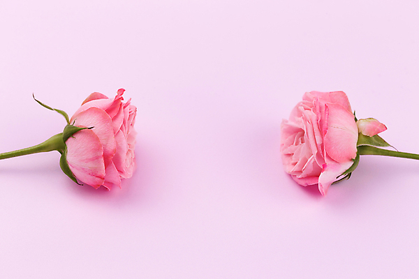 포토 JPG 해외이미지 식물 디자인 기념일 꽃잎 꽃 분홍색 꽃다발 결혼 백그라운드 컨셉 꽃무늬 자연 엄마 추상 휴가 프레임 발렌타인데이 선물 사랑 미술 사람없음 장식 여름 뷰티 장미 우주 정원 봄 낭만 수확 벚꽃 흰색 인사 신선 신용카드 생일 개화 다발 배열 질감 초대 파스텔톤 해외포토 계절 감정 컬러 무늬 농업 가족 데이이벤트 문화예술 이벤트 금융 예절 생태계 파일형식 이미지허브