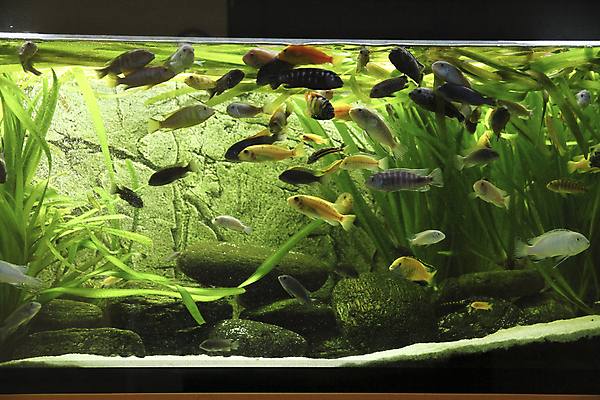 포토 JPG 해외이미지 호수 실험 저울 어류 사람없음 빨간색 초록색 물 반려동물 노란색 검은색 수영 거품 신선 점 호랑이 큼 지느러미 수족관 잭 남쪽 공격적 말라위 민물 아마존 해외포토 자연요소 동물 컬러 컨셉 포유류 수중동물 수상스포츠 크기 방향 파일형식 이미지허브