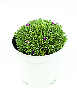 포토 JPG 해외이미지 식물 꽃 줄기 백그라운드 잎 꽃무늬 패턴 자연 풍경 사람없음 장식 초록색 정원 보라색 카펫 덮개 개화 산호 냄비 소프트포커스 생태계 원예 질감 조경 화단 상록수 찌그러짐 땅바닥 영원 그리너리 해외포토 컬러 컨셉 무늬 바닥 촬영기법 취미 뚜껑 자포동물 솥 파일형식 트랜드컬러 이미지허브