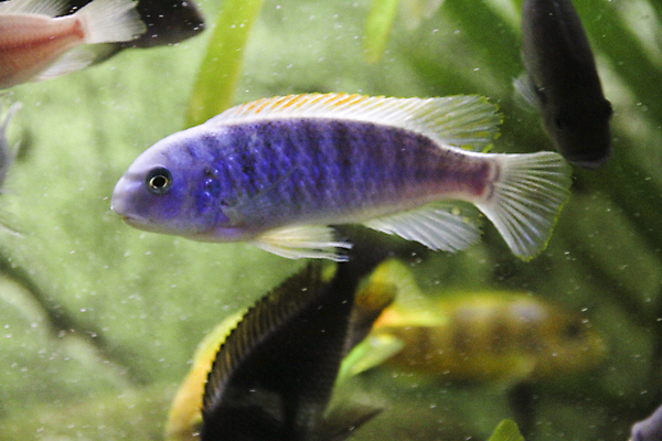 포토 JPG 해외이미지 호수 실험 저울 어류 사람없음 빨간색 초록색 물 반려동물 노란색 검은색 수영 거품 신선 점 호랑이 큼 지느러미 수족관 잭 남쪽 공격적 말라위 민물 아마존 해외포토 자연요소 동물 컬러 컨셉 포유류 수중동물 수상스포츠 크기 방향 파일형식 이미지허브