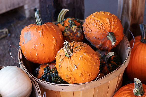 포토 JPG 해외이미지 주간 농업 호박 사람없음 야외 농장 담기 해외포토 자연요소 산업 채소 모션 파일형식 이미지허브