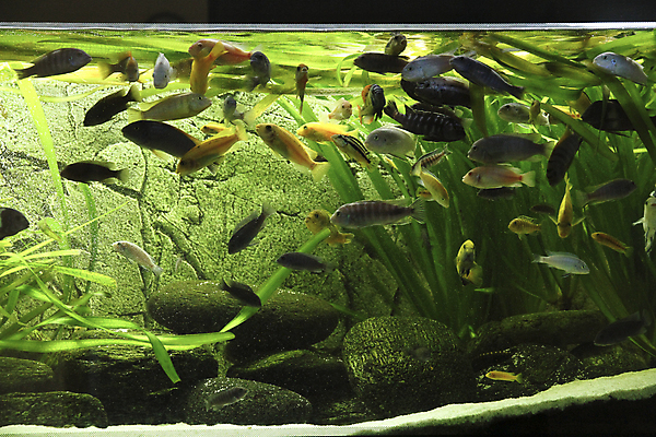 포토 JPG 해외이미지 호수 실험 저울 어류 사람없음 빨간색 초록색 물 반려동물 노란색 검은색 수영 거품 신선 점 호랑이 큼 지느러미 수족관 잭 남쪽 공격적 말라위 민물 아마존 해외포토 자연요소 동물 컬러 컨셉 포유류 수중동물 수상스포츠 크기 방향 파일형식 이미지허브